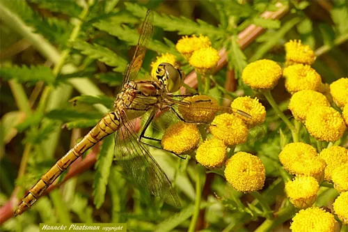 foto 1 hanneke plaatsman kopieren