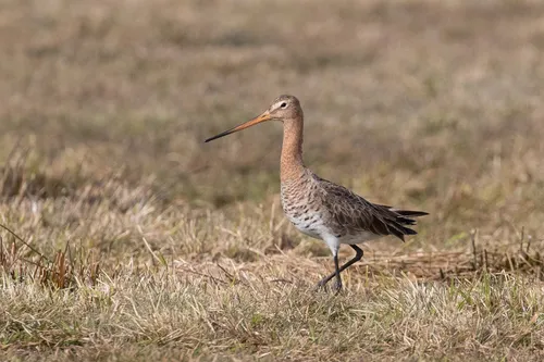 grutto hans brinks 2