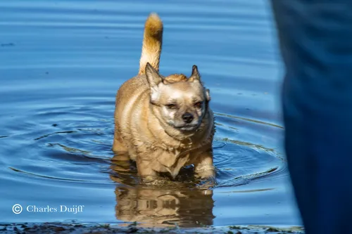 hond te water2