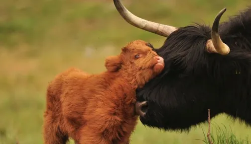hooglanderkalf banner