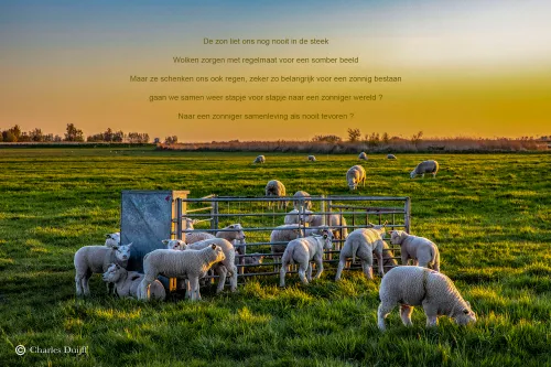 lammeren zonsopkomst tekst