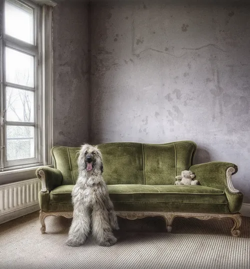 marcelvanbalken dogfaith