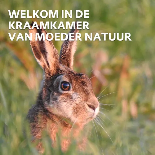 moeder natuur haas