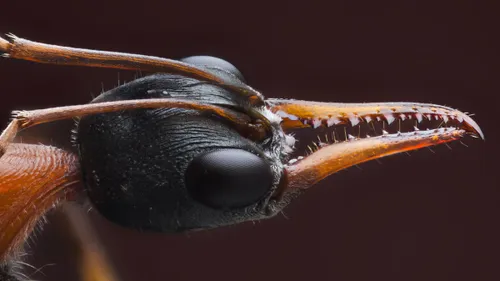 myrmecia nigrocincta australian bull ant wiki