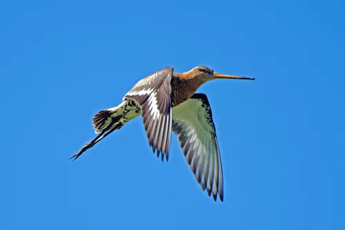 natuurmonumenten vliegende grutto ben walet nmrg22775