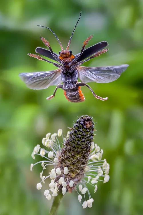 persbericht nme insectenlezing voor volwassenen op 28 mei in het koetshuijs