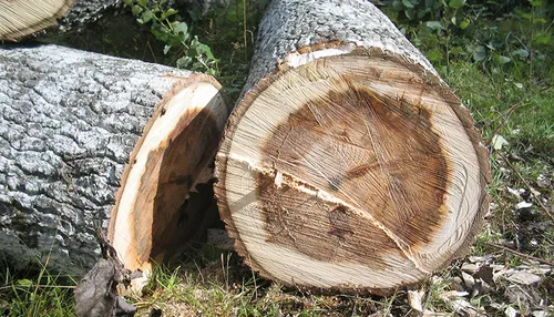 tree 242910 1280 banner