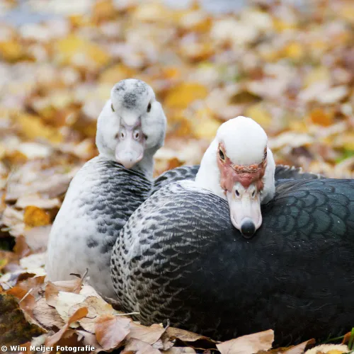 tumblr mw1nwpepga1svvyvco6 1280