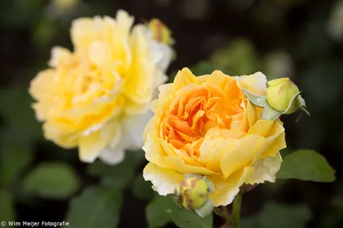 wim meijer fotografie 5i5a9046