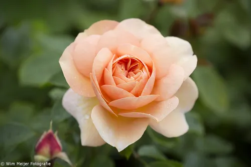 wim meijer fotografie 5i5a9048