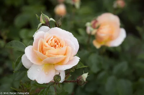 wim meijer fotografie 5i5a9051