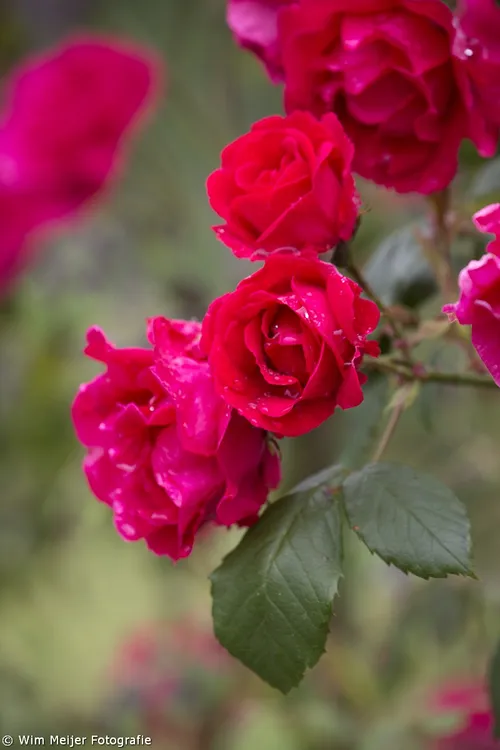 wim meijer fotografie 5i5a9052