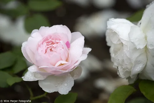 wim meijer fotografie 5i5a9053