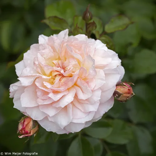 wim meijer fotografie 5i5a9054