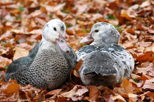 wim meijer fotografie eend