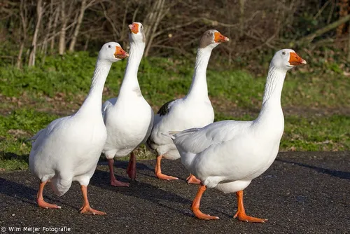 wim meijer fotografie gans2
