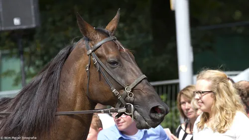 wim meijer fotografie img 1129