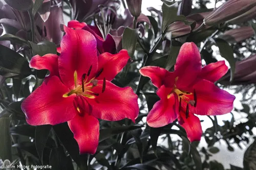 wim meijer fotografie img 1599