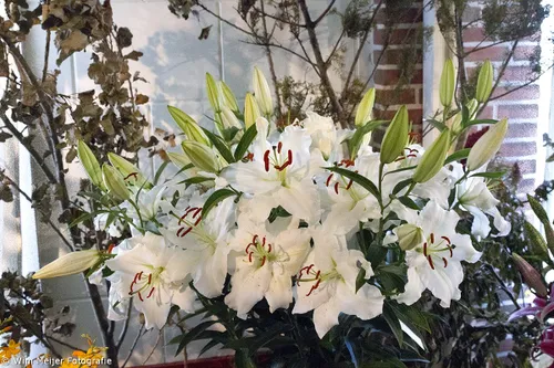 wim meijer fotografie img 1600