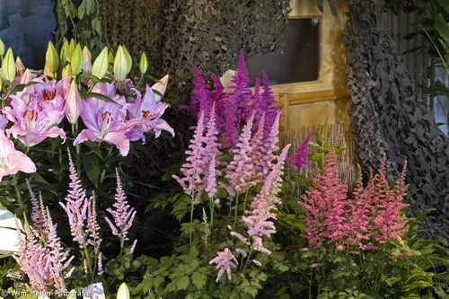 wim meijer fotografie img 1601