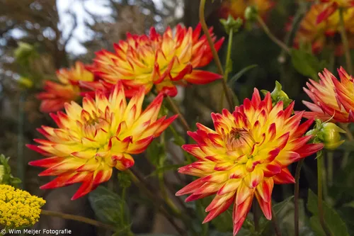 wim meijer fotografie img 1614
