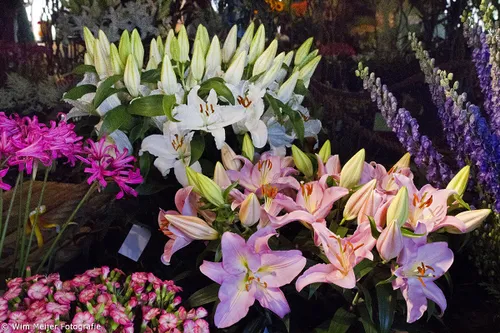 wim meijer fotografie img 1616