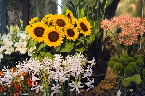 wim meijer fotografie img 1618