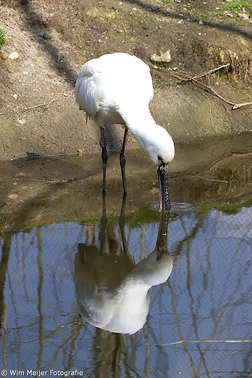 wim meijer fotografie lepelaar pic01