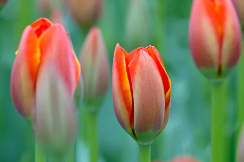 wim meijer fotografie tulp02