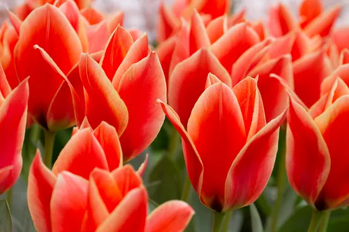 wim meijer fotografie tulp05