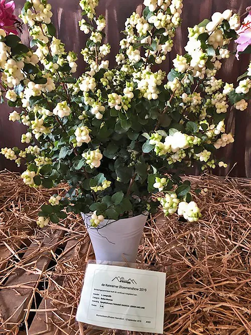 wisseltrofee sneeuwbes