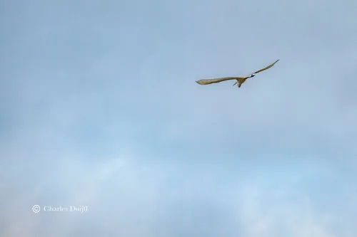 witte reiger in vlucht