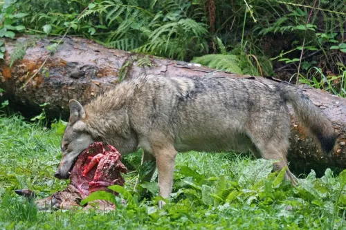 wolf 1583213 960 720