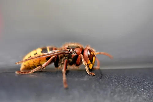european hornet 7439863 1920