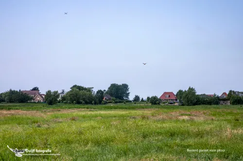 buizerd paraat