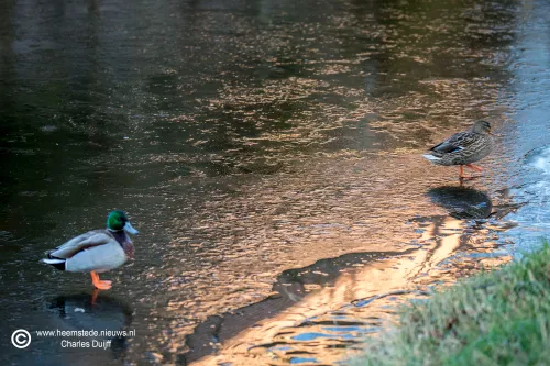 eendjes op ijs