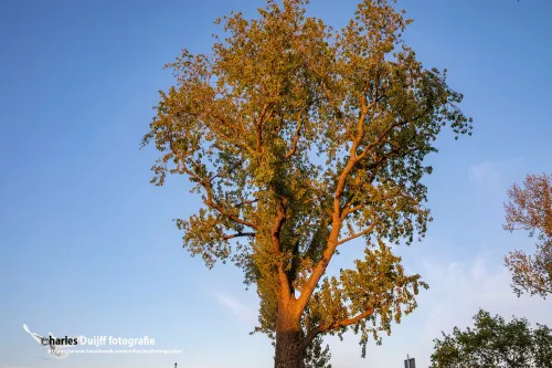 fraai verlichte boom 1