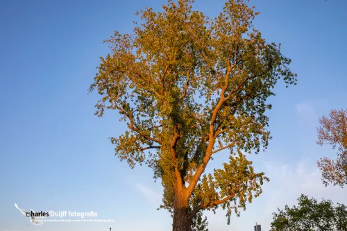 fraai verlichte boom 1