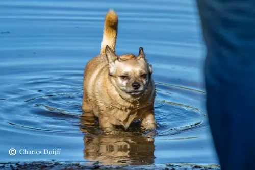 hond te water2