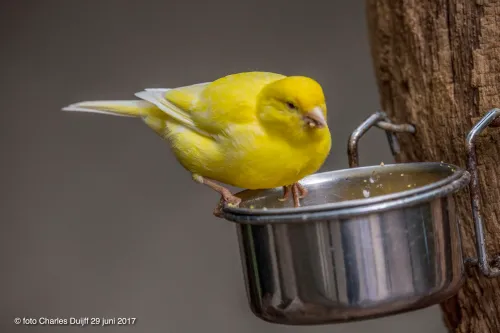 kanarie groenendaal 3