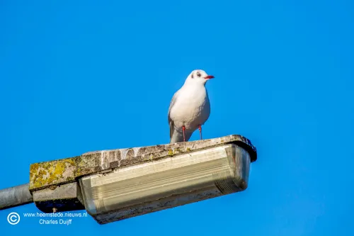 meeuw op paal