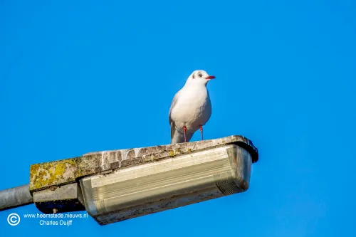 meeuw op paal