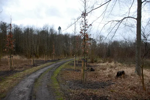 nieuwe eiken aangeplant