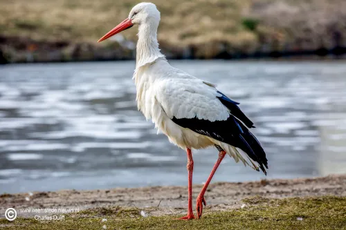 ooievaar 3 maart 2018