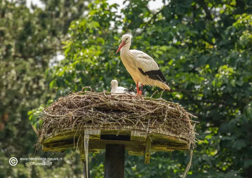 ooievaar met jong