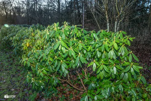rhododendrons
