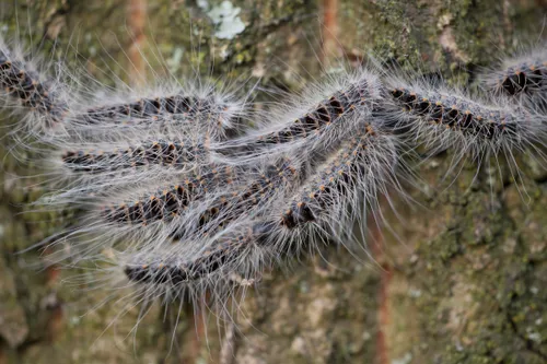 thaumetopoea processionea eikenprocessierups oak processionary 01 1