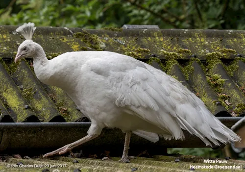 witte pauwkopie