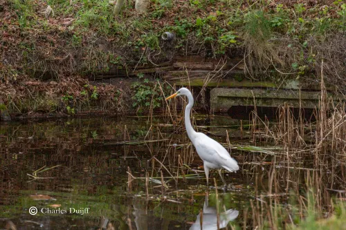 witte reiger ii