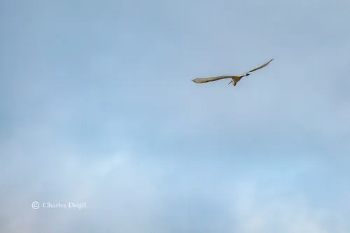 witte reiger in vlucht
